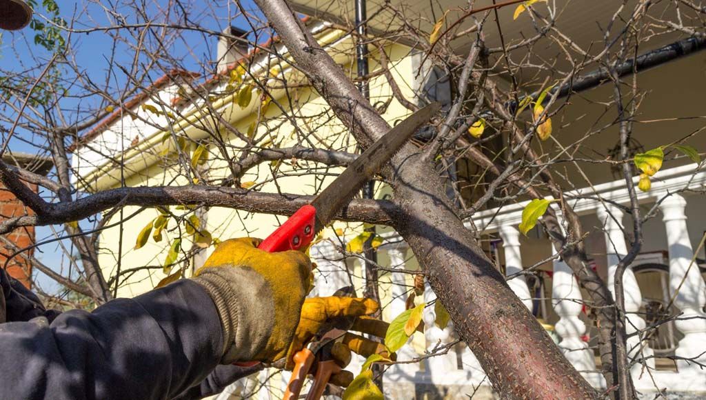 Homeowner trimming trees to protect roof and extend shingle lifespan.