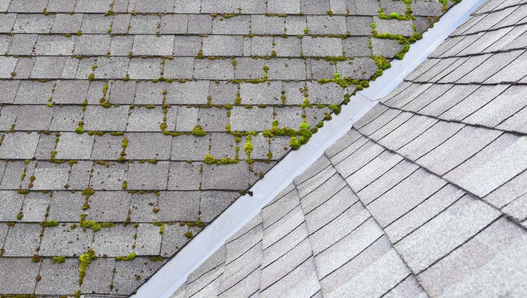 Moss growing on rooftop to represent threat to shingle lifespan.